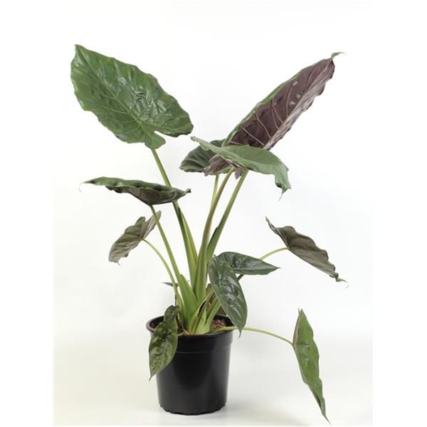 ALOCASIA WENTII