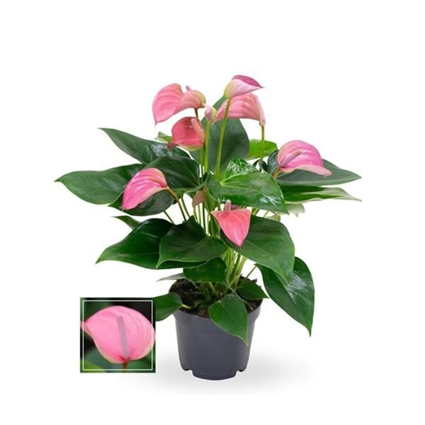 ANTHURIUM JOLI