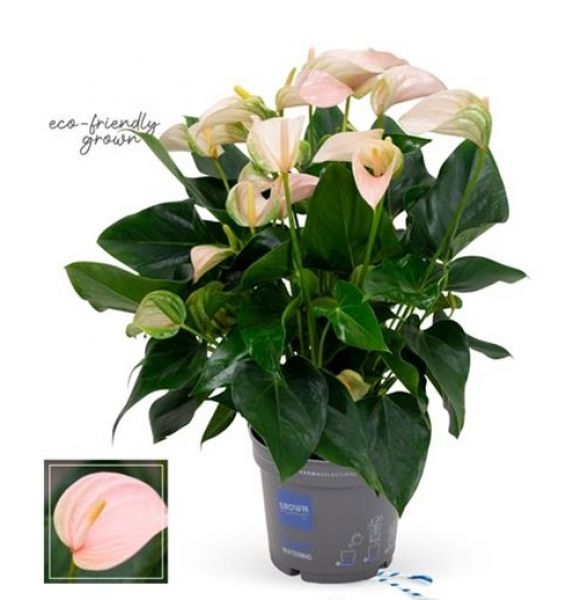ANTHURIUM PEACH