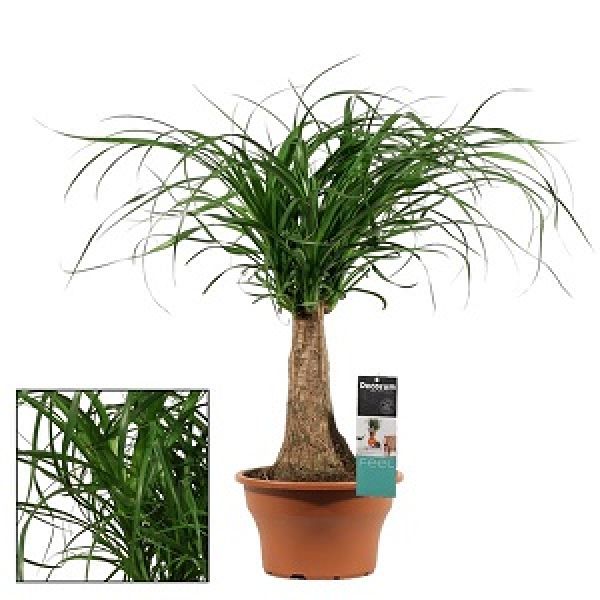 BEAUCARNEA NOLINA