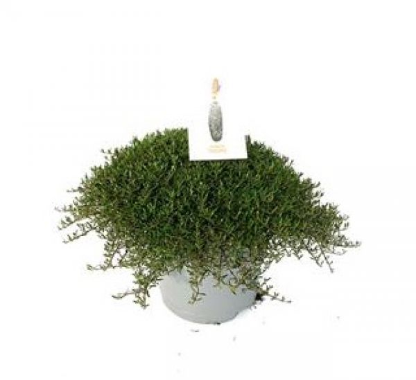 COPROSMA