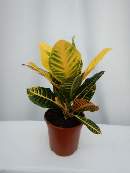 CROTON PETRA / CODIAEUM