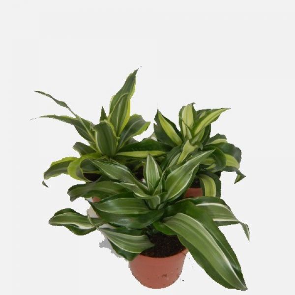 DRACAENA FRAGRANS MIX