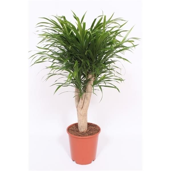 DRACAENA REFLEXA ANITA