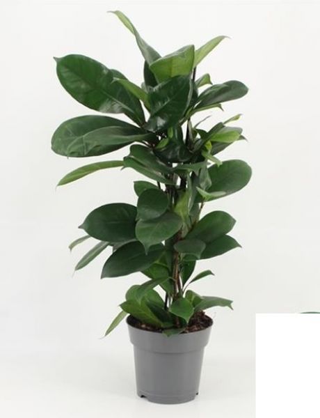 FICUS CYASTITIPULA