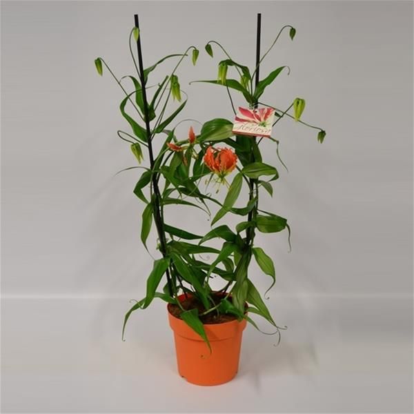 GLORIOSA