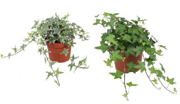 HEDERA