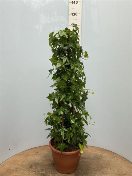 HEDERA MONTY PYRAMIDE