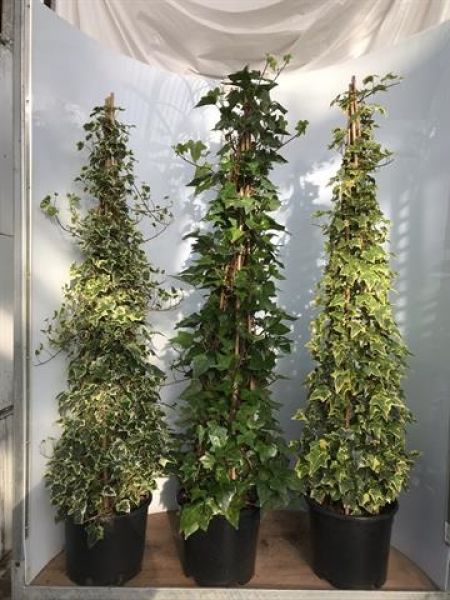 HEDERA PYRAMIDE