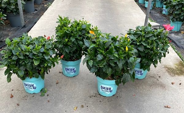 HIBISCUS LONGLIFE