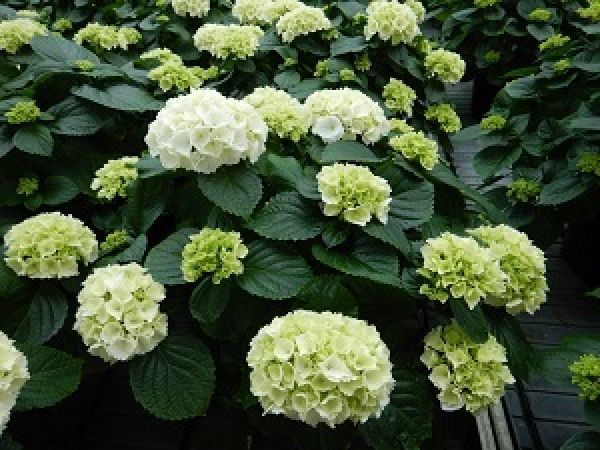 HYDRANGEA MACROPHYLLA