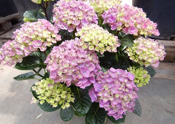 HYDRANGEA MACROPHYLLA