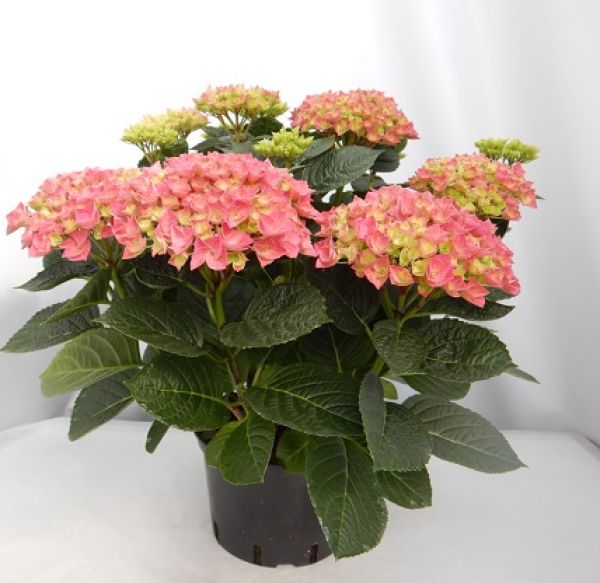 HYDRANGEA MACROPHYLLA