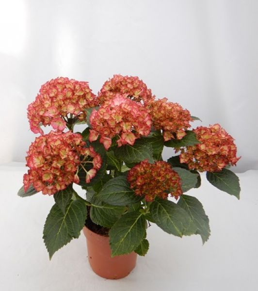 HYDRANGEA MACROPHYLLA