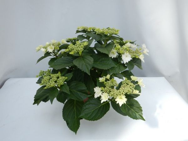 HYDRANGEA MACROPHYLLA