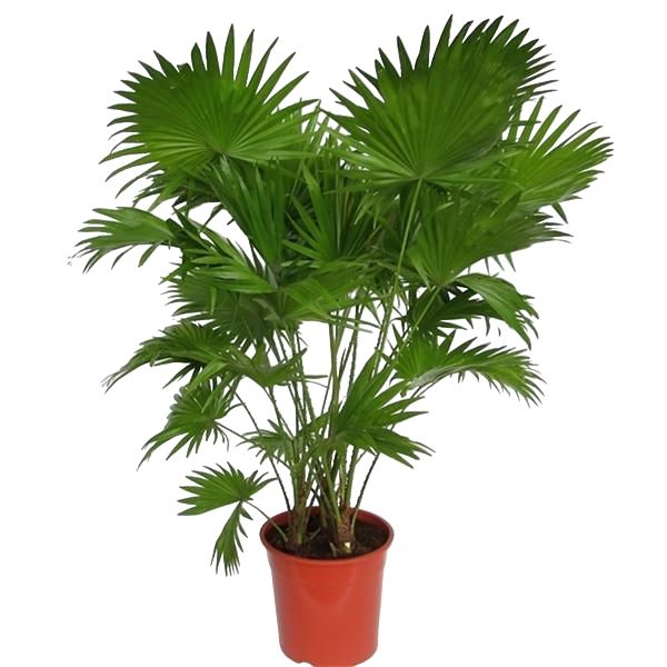 LIVISTONIA ROTUNDIFOLIA