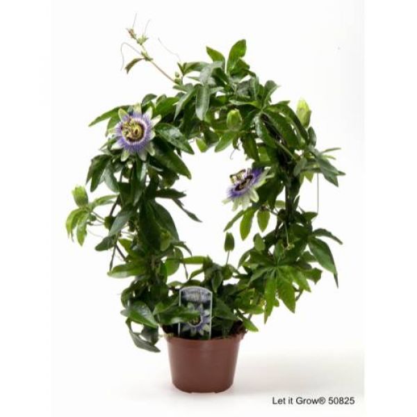 PASSIFLORA CAERULEA ARCEAU