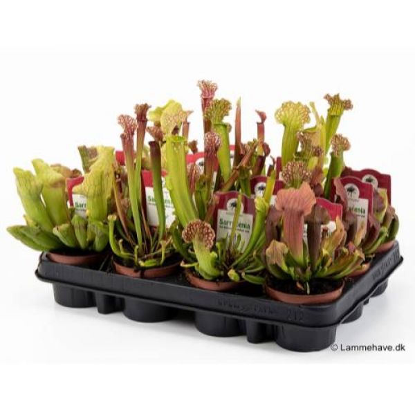 SARRACENIA