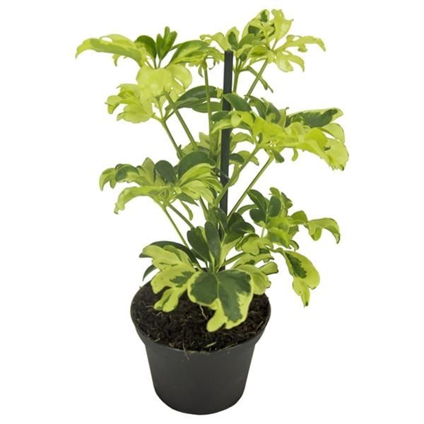 SCHEFFLERA JANINE