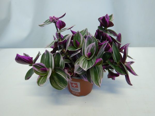 TRADESCANTIA NANOUK