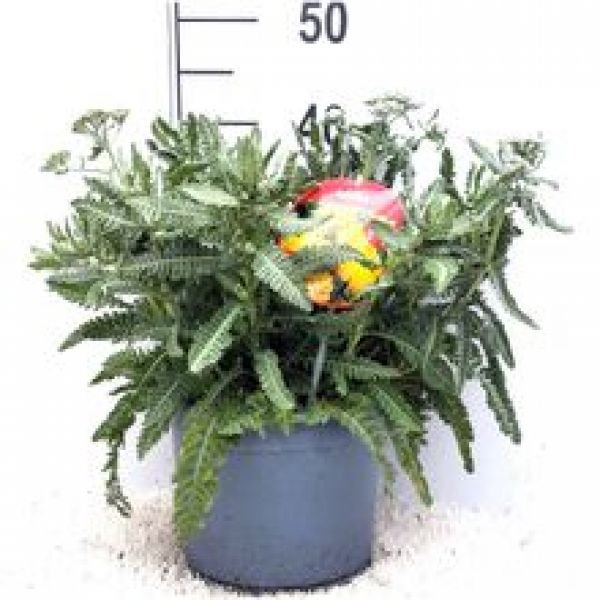 ACHILLEA FILIPENDULINA