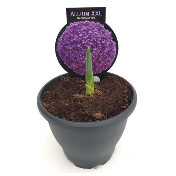 ALLIUM GLOBEMASTER