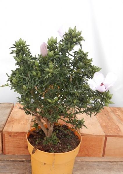 ALYOGINE DELIGH FULLY