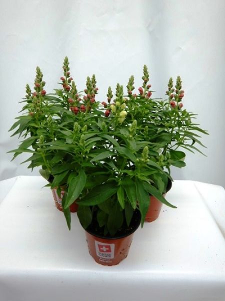 ANTIRRHINUM