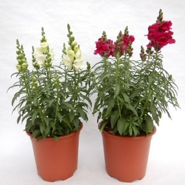 ANTIRRHINUM