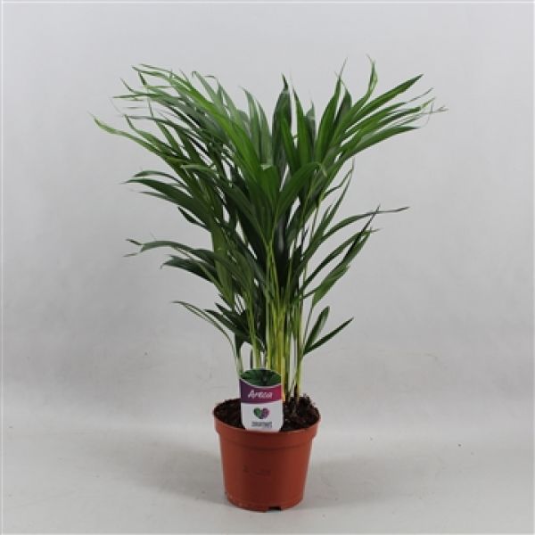 ARECA