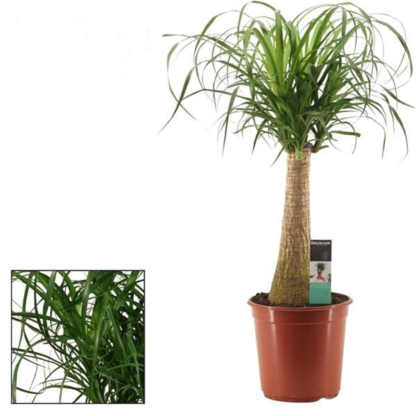 BEAUCARNEA NOLINA
