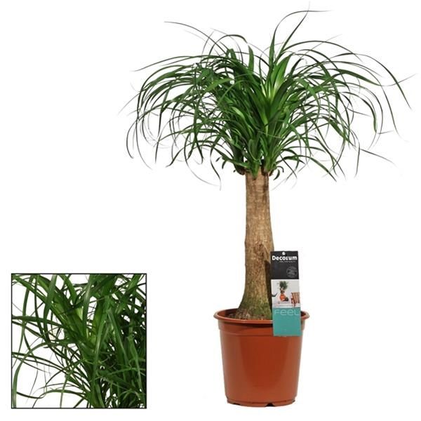 BEAUCARNEA NOLINA