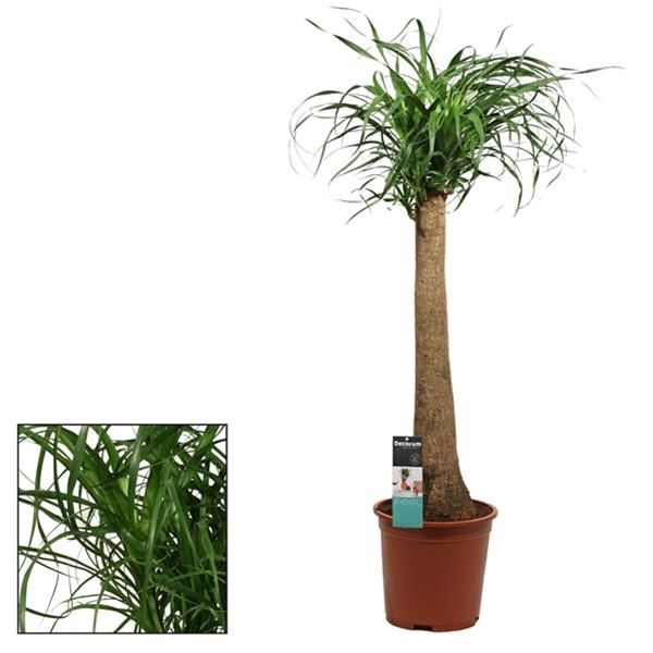 BEAUCARNEA NOLINA