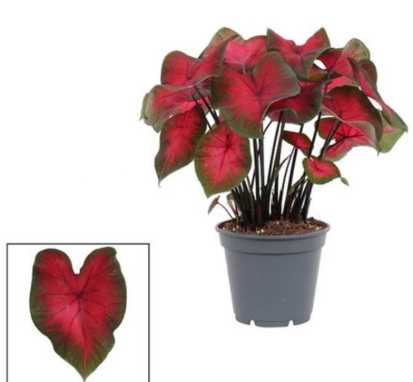 CALADIUM