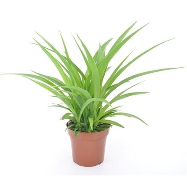 CHLOROPHYTUM COMOSUM