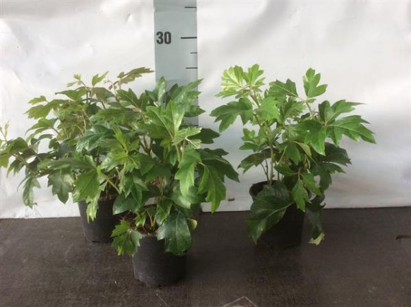 CISSUS ELLEN DANICA