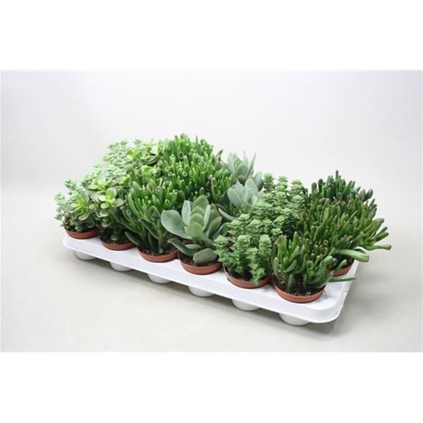 CRASSULA MIX