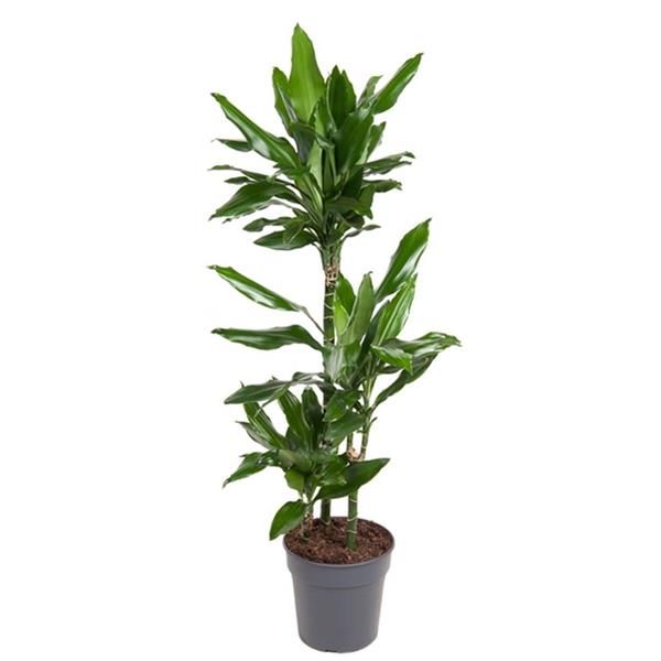 DRACAENA DEREMENSIS JANET LIND