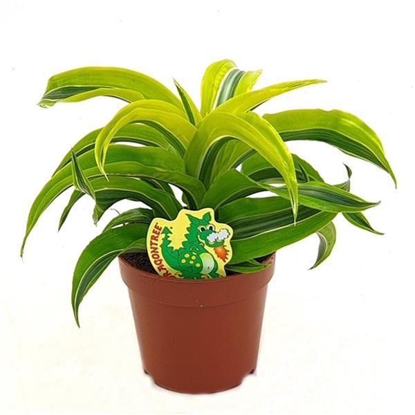 DRACAENA LEMON SURPRISE