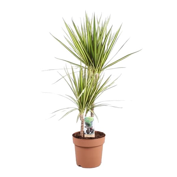DRACAENA MARGINATA SUNRAY