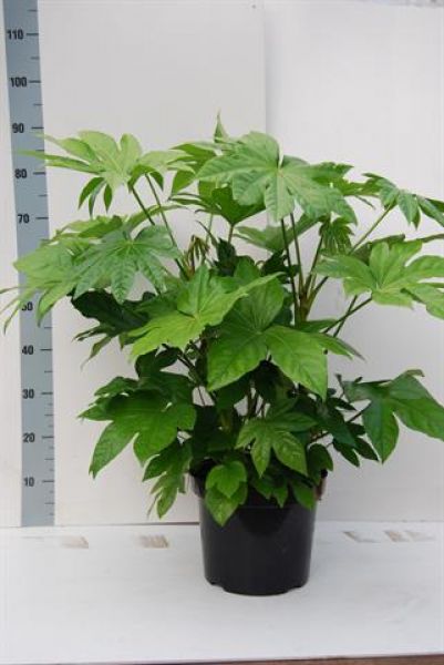 FATSIA JAPONICA