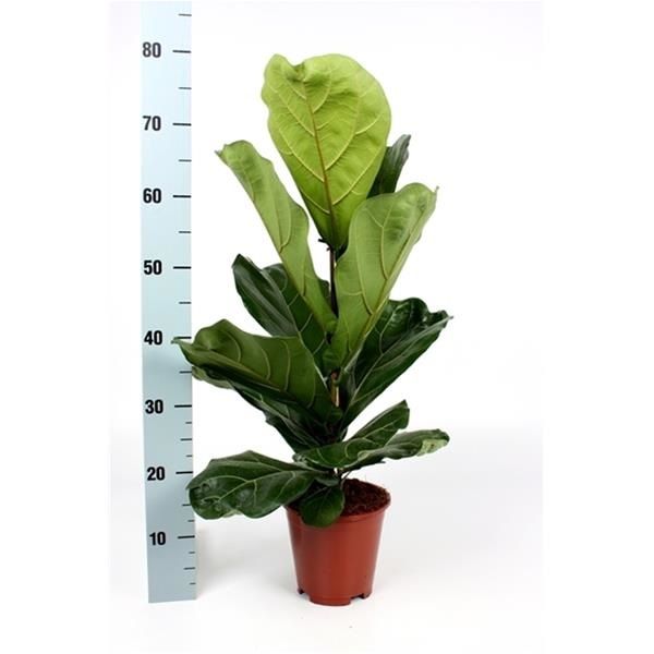 FICUS LYRATA