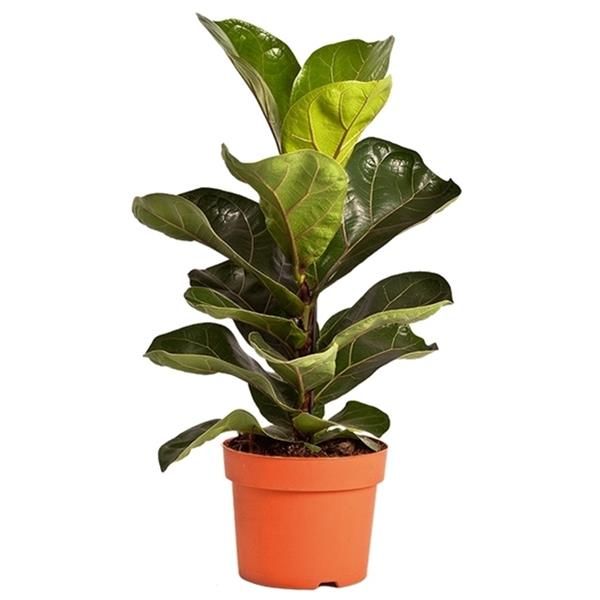 FICUS LYRATA BAMBINO