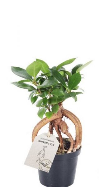 FICUS MICROCARPA GINSENG