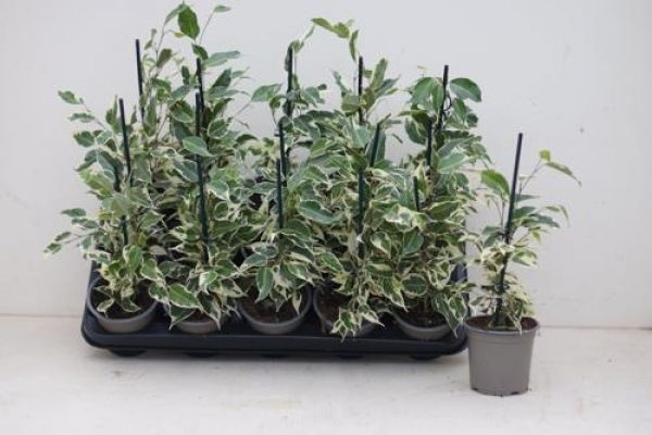 FICUS STAR LIGHT