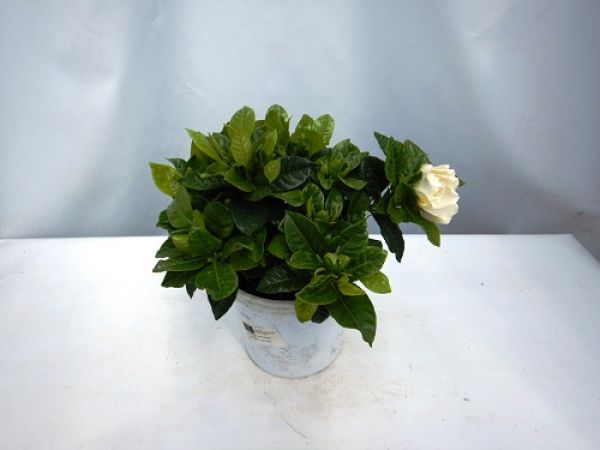 GARDENIA MULTIFLORA