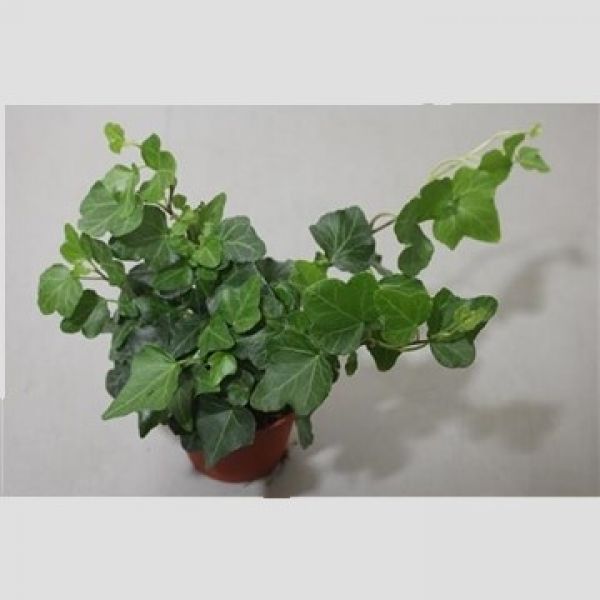 HEDERA INGELISE