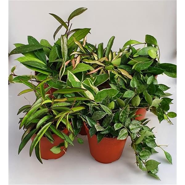 HOYA CARNOSA