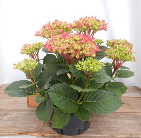 HYDRANGEA MACROPHYLLA