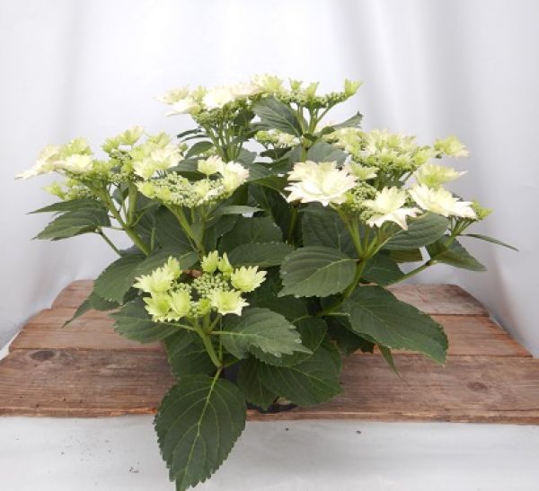 HYDRANGEA MACROPHYLLA